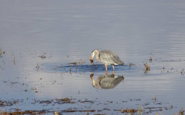 Baharda Wyoming 'de bir nehre yansıyan büyük bir mavi balıkçıl.