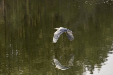 Wyoming 'deki büyük mavi balıkçıl. 