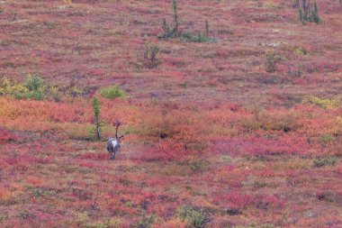 Sonbaharda Denali Ulusal Parkı Alaska 'da boğa çorak arazisi.