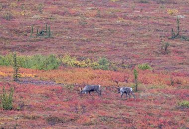 Sonbaharda Denali Ulusal Parkı Alaska 'da boğa çorak arazisi.