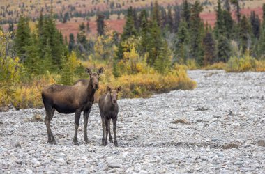 Alaska Yukon ineği ve buzağı geyiği Sonbaharda Denali Ulusal Parkı Alaska 'da