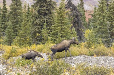 Alaska Yukon ineği ve buzağı geyiği Sonbaharda Denali Ulusal Parkı Alaska 'da