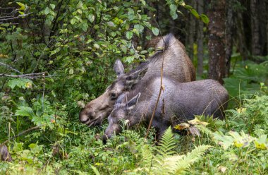 Alaska 'da sonbaharda Alaska geyiği.