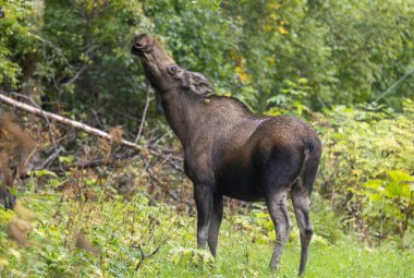 Alaska 'da sonbaharda bir inek Yukon geyiği