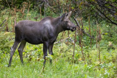 Alaska Geyiği Sonbaharda Alaska 'da