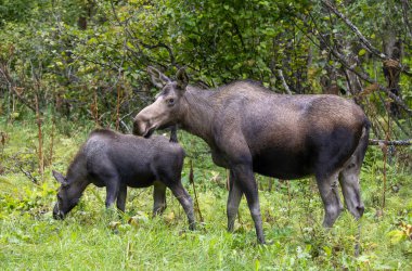 Alaska 'da sonbaharda Alaska geyiği.