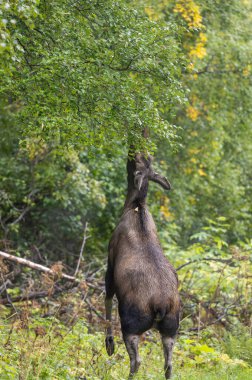 Alaska 'da sonbaharda bir inek Yukon geyiği