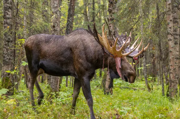 Alaska Geyiği, Alaska 'da sonbaharda bir boğa.