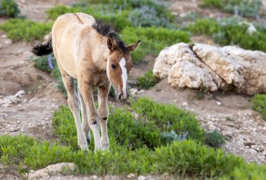 Yazın Montana 'daki Pryor Dağları' nda vahşi bir at yavrusu.