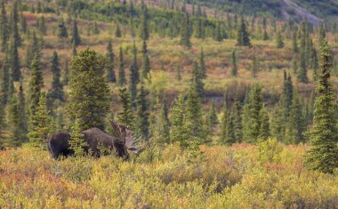 Alaska Yukon geyiği Sonbaharda Denali Ulusal Parkı Alaska 'da