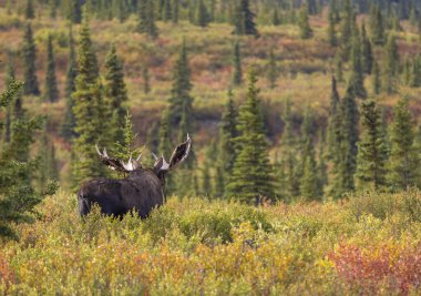 Alaska Yukon geyiği Sonbaharda Denali Ulusal Parkı Alaska 'da