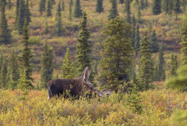 Alaska Yukon geyiği Sonbaharda Denali Ulusal Parkı Alaska 'da