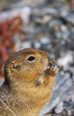 Sonbaharda Denali Ulusal Parkı Alaska 'da şirin bir kutup sincabı.