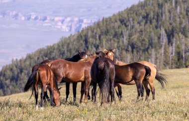 wild horses in summer in the Pryor Mountains Montana