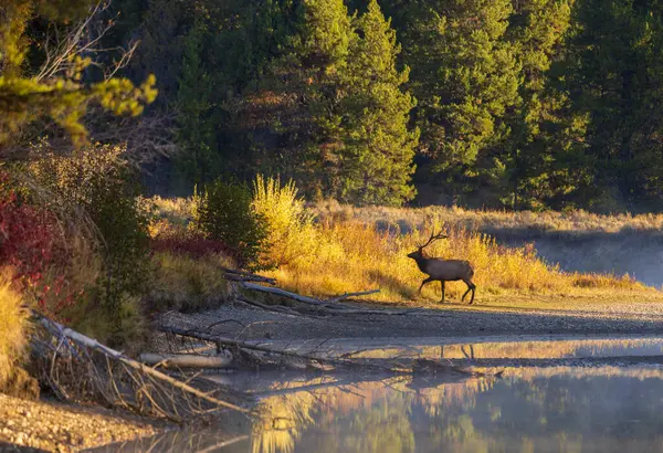 Grand Teton Ulusal Parkı Wyoming, Auutmn 'daki tekdüzelik sırasında bir nehre yansıyan geyik.