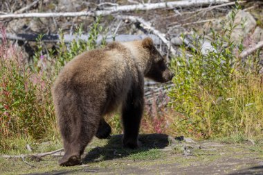 Sonbaharda Alaska Kenai yarımadasında genç bir kahverengi ayı.
