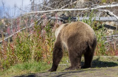 Sonbaharda Alaska Kenai yarımadasında genç bir kahverengi ayı.