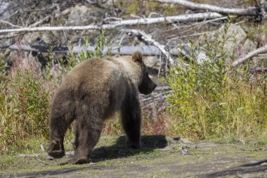 Sonbaharda Alaska Kenai yarımadasında genç bir kahverengi ayı.