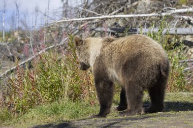 Sonbaharda Alaska Kenai yarımadasında genç bir kahverengi ayı.