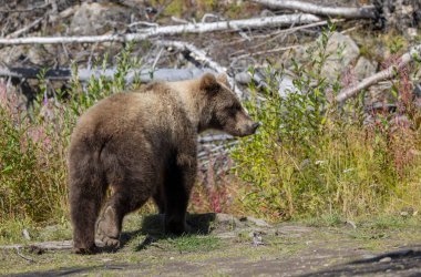 Sonbaharda Alaska Kenai yarımadasında genç bir kahverengi ayı.
