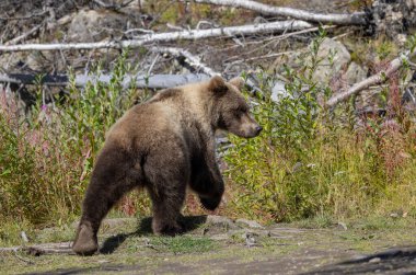 Sonbaharda Alaska Kenai yarımadasında genç bir kahverengi ayı.