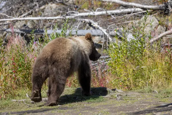 Sonbaharda Alaska Kenai yarımadasında genç bir kahverengi ayı.