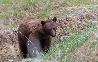 Yellwstone Ulusal Parkı Wyoming 'de baharda bir kara ayı.