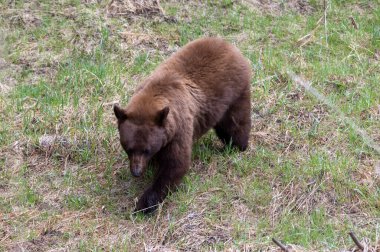 Yellwstone Ulusal Parkı Wyoming 'de baharda bir kara ayı.