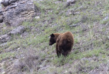 Yellwstone Ulusal Parkı Wyoming 'de baharda bir kara ayı.