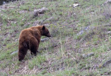 Yellwstone Ulusal Parkı Wyoming 'de baharda bir kara ayı.