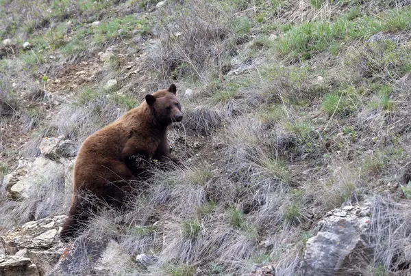 Yellwstone Ulusal Parkı Wyoming 'de baharda bir kara ayı.