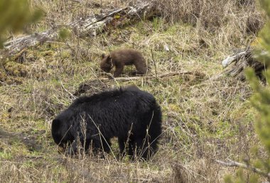 İlkbaharda Yellowstone Ulusal Parkı 'nda bir siyah ayı eker ve yavrusu yetiştirir.