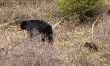 İlkbaharda Yellowstone Ulusal Parkı 'nda bir siyah ayı eker ve yavrusu yetiştirir.
