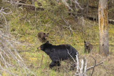 İlkbaharda Yellowstone Ulusal Parkı 'nda bir siyah ayı eker ve yavrusu yetiştirir.