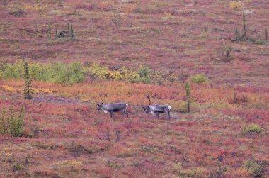 Sonbaharda Denali Ulusal Parkı Alaska 'da boğa kısır ren geyiği