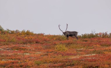 Sonbaharda Denali Ulusal Parkı Alaska 'da boğa kısır ren geyiği