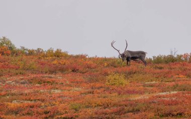 Sonbaharda Denali Ulusal Parkı Alaska 'da boğa kısır ren geyiği
