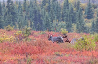 Sonbaharda Denali Ulusal Parkı Alaska 'da boğa kısır ren geyiği