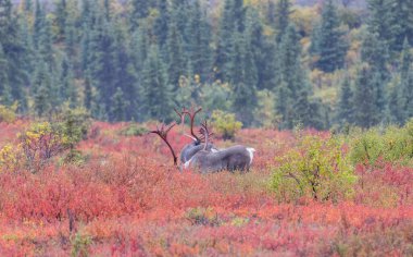 Sonbaharda Denali Ulusal Parkı Alaska 'da boğa kısır ren geyiği