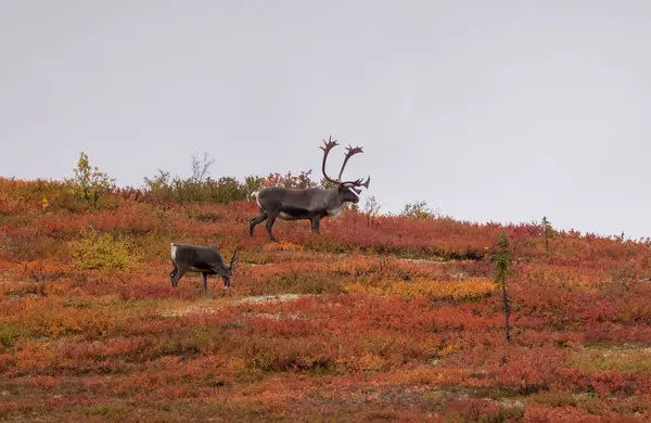 Sonbaharda Denali Ulusal Parkı Alaska 'da boğa kısır ren geyiği