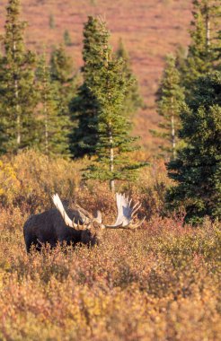 Alaska Yukon geyiği Sonbaharda Denali Ulusal Parkı Alaska 'da