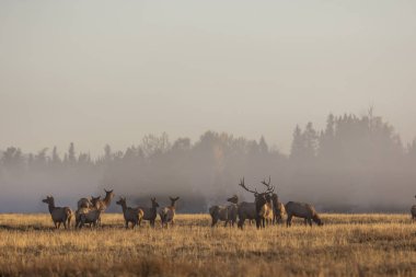 Grand Teton Ulusal Parkı 'nda sonbaharda çiftleşen boğa ve inek geyiği.