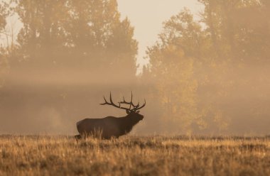 Grand Teton Ulusal Parkı Wyoming 'de sonbaharda gün doğumunda bir boğa geyiği.