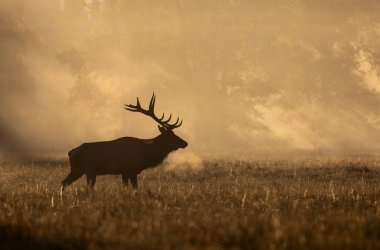 Grand Teton Ulusal Parkı Wyoming 'de sonbaharda gün doğumunda bir boğa geyiği.