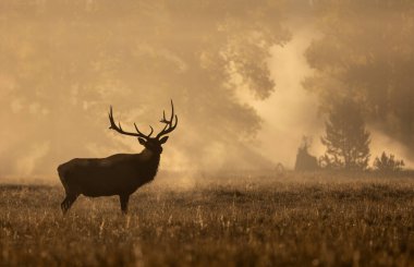 Grand Teton Ulusal Parkı Wyoming 'de sonbaharda gün doğumunda bir boğa geyiği.