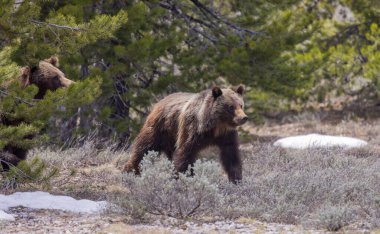 Boz ayı Grand Teton Ulusal Parkı Wyoming 'de ilkbaharda eker ve yavrular.