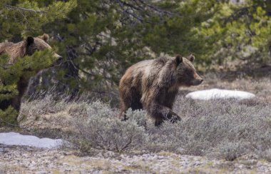 Boz ayı Grand Teton Ulusal Parkı Wyoming 'de ilkbaharda eker ve yavrular.