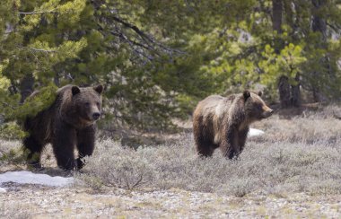 Boz ayı Grand Teton Ulusal Parkı Wyoming 'de ilkbaharda eker ve yavrular.