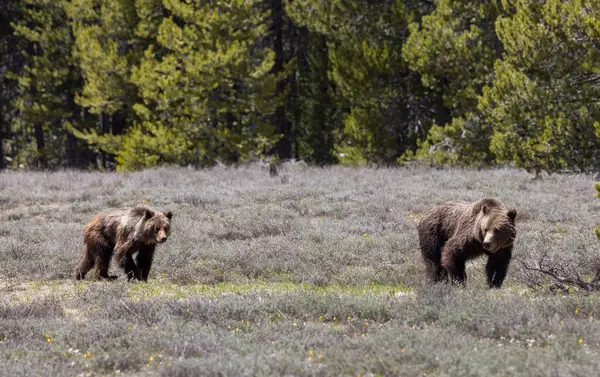 Boz ayı Grand Teton Ulusal Parkı Wyoming 'de ilkbaharda eker ve yavrular.