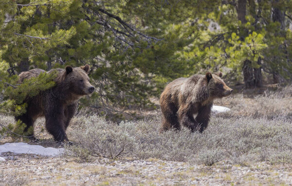 Гризли-медвежонок в Национальном парке Гранд-Титон Вайоминг весной